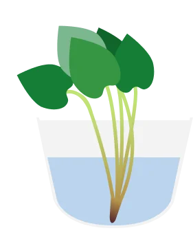 苗の漬け込みのイラスト