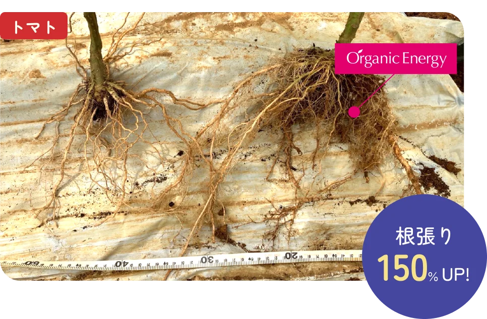 トマト根張り150%UP!