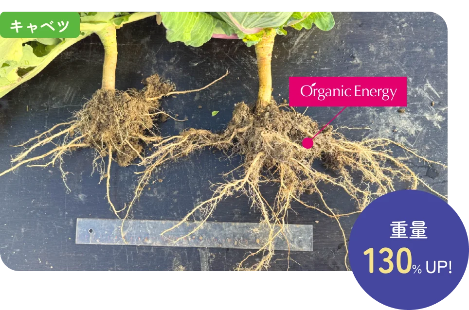 キャベツ重量130%UP!