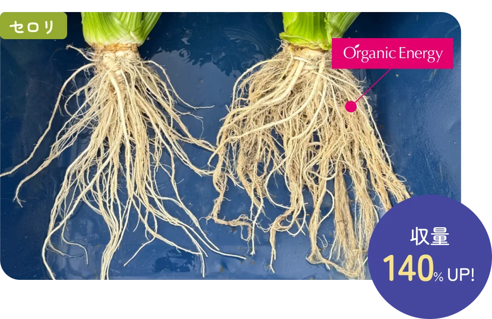 セロリ収量140%UP!