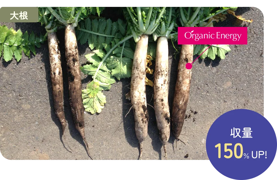 大根収量150%UP!